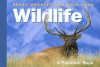 Rocky Mountain National Park Wildlife: A Postcard Book - The Globe Pequot Press