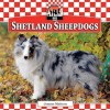 Shetland Sheepdogs - Joanne Mattern