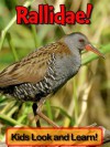 Rallidae! Learn About Rallidae and Enjoy Colorful Pictures - Look and Learn! (50+ Photos of Rallidae) - Becky Wolff