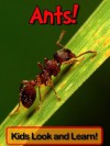 Ants! Learn About Ants and Enjoy Colorful Pictures - Look and Learn! (50+ Photos of Ants) - Becky Wolff