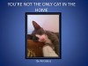 You're Not The Only Cat In The Home - Sheryl Lee, Amadeus