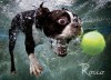 Underwater Dogs: Rocco Puzzle - Seth Casteel