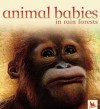 Animal Babies in Rain Forests - Kingfisher, Kingfisher