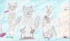 Frosty & The Furry Cats - Joan Hunter