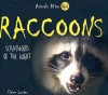 Raccoons: Scavengers of the Night - Elaine Landau