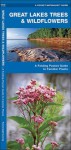 Great Lakes Trees & Wildflowers: A Folding Pocket Guide to Familiar Species - James Kavanagh, Raymond Leung