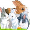 Bouncing Bunnies - Emma Books Ltd.