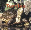 Turtles - Johannah Haney