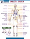 Quick Access: Skeletal System - Research & Education Association, Anatomy Study Guides