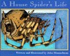 A House Spider's Life - John Himmelman