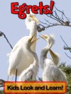 Egrets! Learn About Egrets and Enjoy Colorful Pictures - Look and Learn! (50+ Photos of Egrets) - Becky Wolff