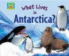 What Lives in Antarctica? - Oona Gaarder-juntti