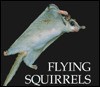 Flying Squirrels - Mary Ann McDonald
