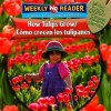 How Tulips Grow/Como Crecen Los Tulipanes - Joanne Mattern