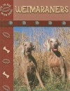 Weimaraners - Lynn M. Stone