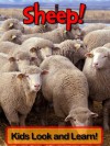 Sheep! Learn About Sheep and Enjoy Colorful Pictures - Look and Learn! (50+ Photos of Sheep) - Becky Wolff