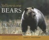 Yellowstone Bears in the Wild - James C. Halfpenny, Michael H. Francis, Kerry A. Gunther