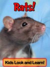 Rats! Learn About Rats and Enjoy Colorful Pictures - Look and Learn! (50+ Photos of Rats) - Becky Wolff