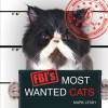 FBI's Most Wanted Cats - Mark Leigh