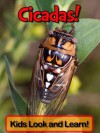 Cicadas! Learn About Cicadas and Enjoy Colorful Pictures - Look and Learn! (50+ Photos of Cicadas) - Becky Wolff