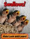 Swallows! Learn About Swallows and Enjoy Colorful Pictures - Look and Learn! (50+ Photos of Swallows) - Becky Wolff