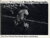 Stock Photographs: The Fort Worth Fat Stock Show and Rodeo - Garry Winogrand