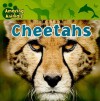 Cheetahs - Sarah Albee