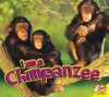 Chimpanzee - Aaron Carr