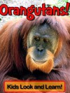 Orangutans! Learn About Orangutans and Enjoy Colorful Pictures - Look and Learn! (50+ Photos of Orangutans) - Becky Wolff