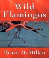 Wild Flamingos - Bruce McMillan