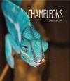 Living Wild: Chameleons - Melissa Gish