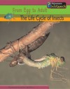 The Life Cycle of Insects (From Egg To Adult) - Louise Spilsbury, Richard Spilsbury