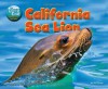 California Sea Lion - Jen Green