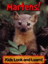 Martens! Learn About Martens and Enjoy Colorful Pictures - Look and Learn! (50+ Photos of Martens) - Becky Wolff