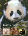 Baby Animals: An Irresistible Collection of Nature's Young - Daniel Gilpin