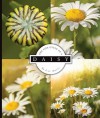 The Life Cycle of a Daisy - L.L. Owens