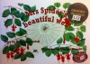 Mrs Spider's Beautiful Web - Beverley Randell Harper, Chantal Stewart