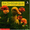 How Ducklings Grow - Diane Molleson