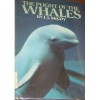 The Plight Of The Whales - J.J. McCoy