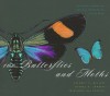 100 Butterflies and Moths: Portraits from the Tropical Forests of Costa Rica - Jeffrey Miller, Winifred Hallwachs, Daniel Janzen