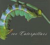 100 Caterpillars: Portraits from the Tropical Forests of Costa Rica - Jeffrey Miller, Winifred Hallwachs, Daniel Janzen