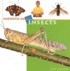 Insects - Jen Green