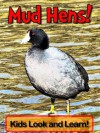 Mud Hens! Learn About Mud Hens and Enjoy Colorful Pictures - Look and Learn! (50+ Photos of Mud Hens) - Becky Wolff