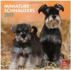 Schnauzers, Miniature (Intl) 2013 Square 12X12 (Multilingual Edition) - BrownTrout Publishers