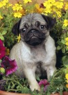 Just Pugs Jigsaw Puzzle - Willow Creek Press