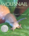 Wolfsnail: A Backyard Predator - Sarah C. Campbell, Richard P. Campbell