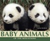 Baby Animals of the Mountains (Nature's Baby Animals) - Carmen Bredeson