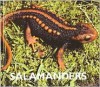 Salamanders - Edward J. Maruska