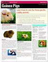 CHART: Guinea Pigs (Quamut) - NOT A BOOK