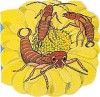 Pocket Earwig (Pocket Pals Board Books) - M. Twinn